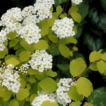 Spiraea_vanhouttei_Gold_Fountain_1.jpg