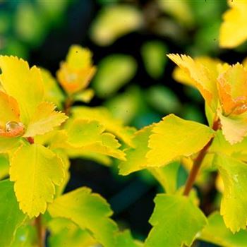 Spiraea_vanhouttei_gold_Fountain_3.jpg