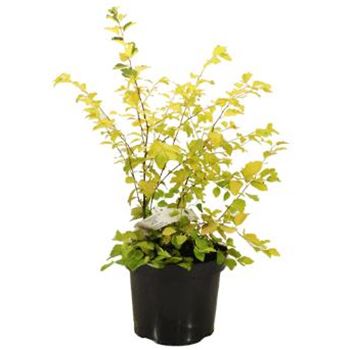 Spiraea_vanhouttei_Gold_Fountain_2.jpg