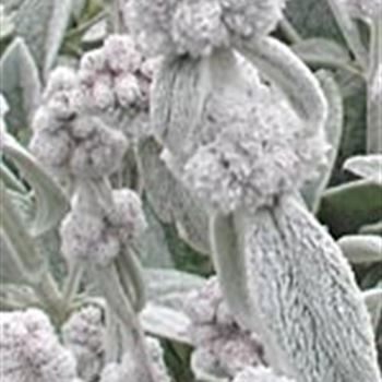 stachys_cotton_boll_GM_R2.jpg