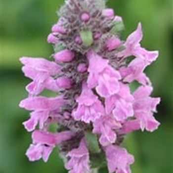 stachys_officinalis_GM_R2.jpg