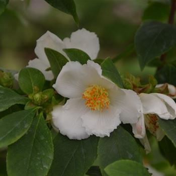 Stewartia_sinensis_.JPG