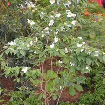 Stewartia_sinensis_1.JPG