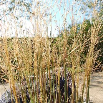 Stipa_capillata_GR_Q1.jpg