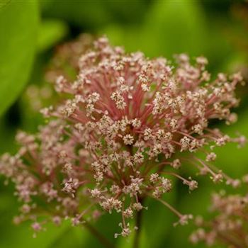 Ceanothus pallidus 'Marie Simon'