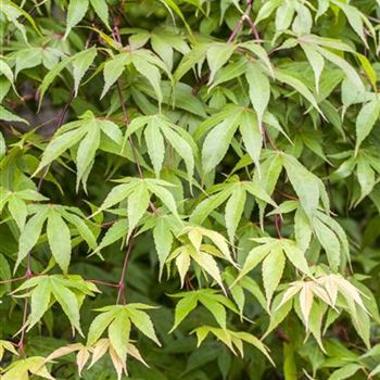 Acer palmatum