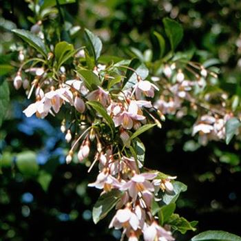 Styrax_japonicus_Pink_Chimes.jpg