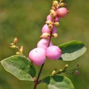 Symphoricarpos x doorenbosii 'Amethyst'.jpg