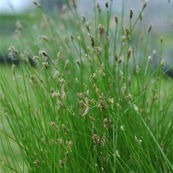 Eleocharis acicularis