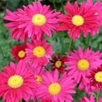 tanacetum_cocccineum_robinsons_rot_GM_R2.jpg