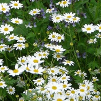 tanacetum_parthenium_GM_R2.jpg