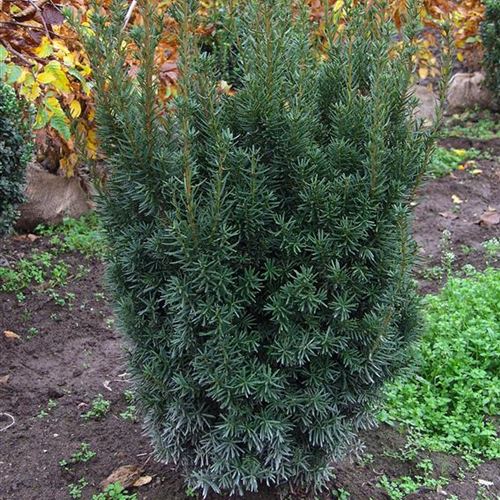 Taxus media 'Brownii'
