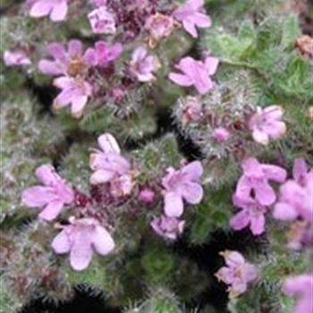 thymus_pseudolanuginosus_GM_R2.jpg