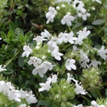 thymus_serpyllum_albus_GM_R2.jpg