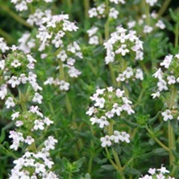 thymus_vulgaris_compactus_GM_R2.jpg