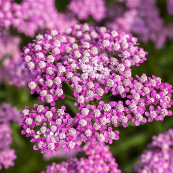 Achillea millefolium 'Lilac Beauty'