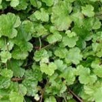 tiarella_cordifolia_moorgruen_GM_Q1.jpg