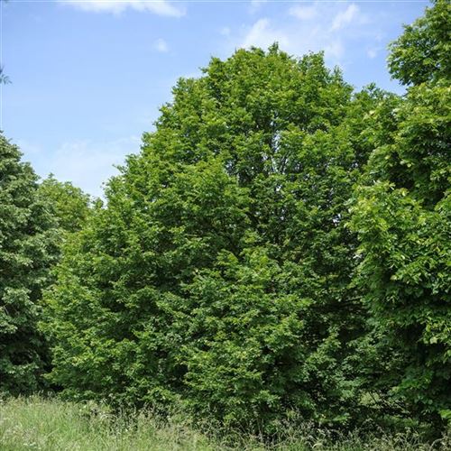 Tilia platyphyllos 'Rubra'