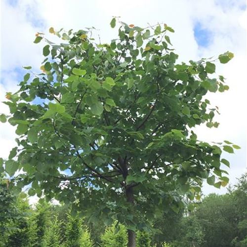 Tilia cordata 'Green Globe'