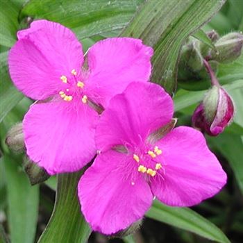 tradescantia_andersoniana_karminglut_GM_Q1.jpg