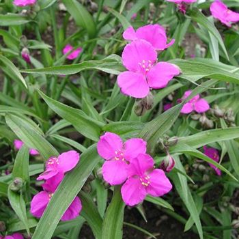 tradescantia_andersoniana_karminglut_GM_R3.jpg