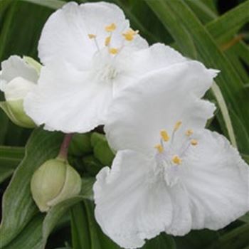 tradescantia_andersoniana_innocence_GM_Q1.jpg