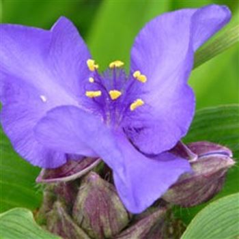 tradescantia_andersoniana_zwanenburg_blue_GM_Q1.jpg