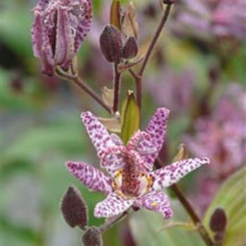 tricyrtis_formosana_dark_beauty_GM_R2.jpg