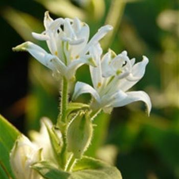 tricyrtis_hirta_alba_GM_R2.jpg