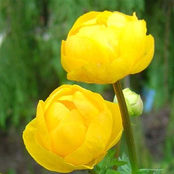 Trollius_europaeus_Superbus_GM_Q1.jpg