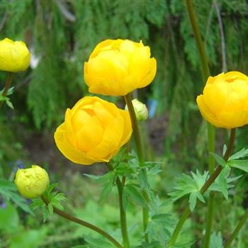 Trollius_europaeus_Superbus_GM_R2.jpg