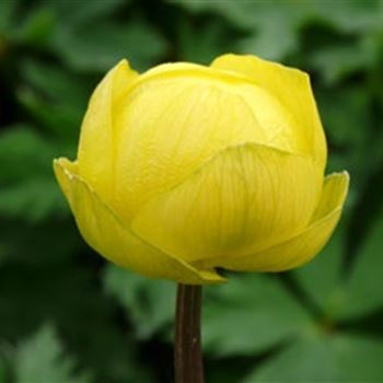 trollius_cultorum_lemon_queen_GM_Q1.jpg