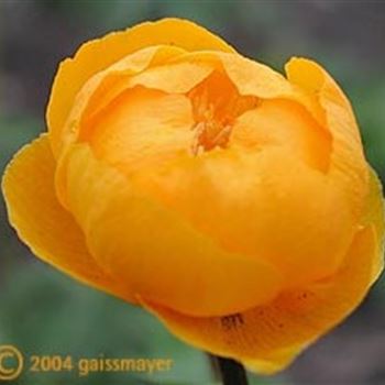 trollius_orange_globe_GM_Q1.jpg