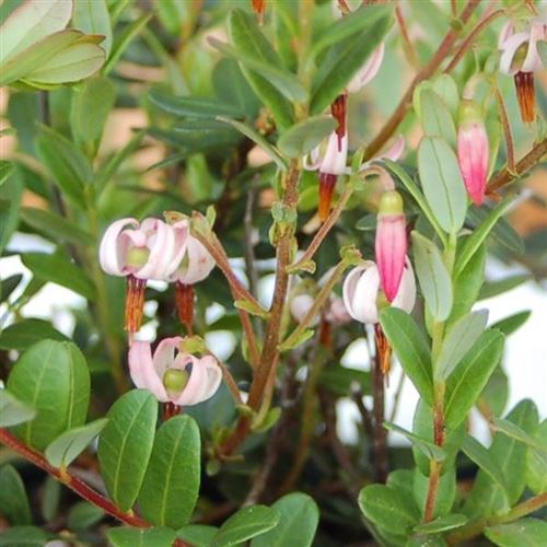 Vaccinium macrocarpon 'Pilgrim'