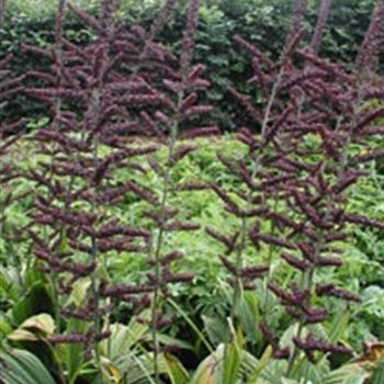 veratrum_nigrum_GM_R2.jpg