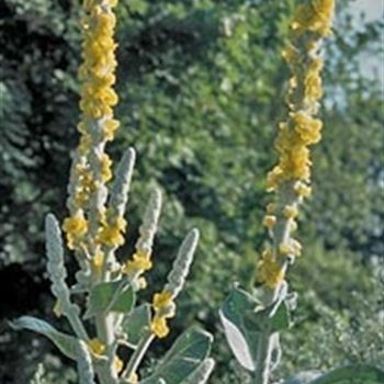 verbascum_bombyciferum_polarsommer_GM_R2.jpg