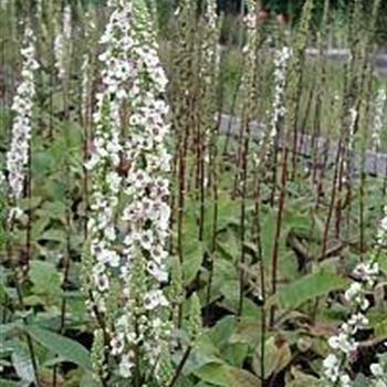 verbascum_nigrum_album_GM_R2.jpg