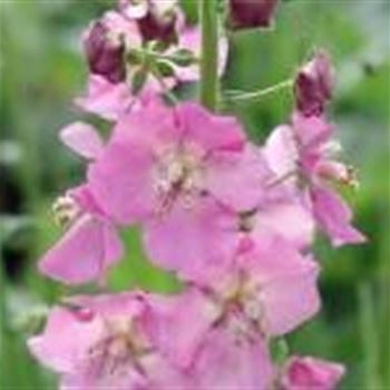 verbascum_phoeniceum_GM_Q1.jpg