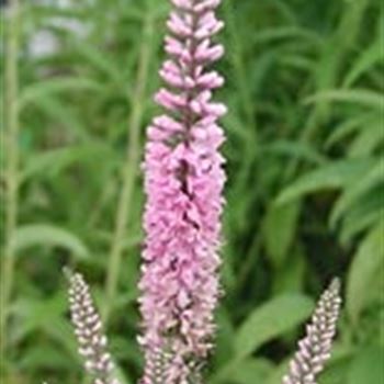 veronica_longifolia_pink_damask_GM_R2.jpg