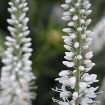 veronica_longifolia_schneeriesin_GM_R2.jpg