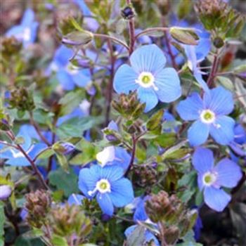 veronica_peduncularis_georgia_blue_GM_Q1.jpg