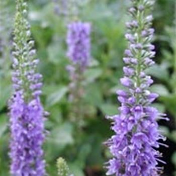 veronica_spicata_blauteppich_GM_R2.jpg