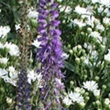 veronica_spicata_blaufuchs_GM_R2.jpg