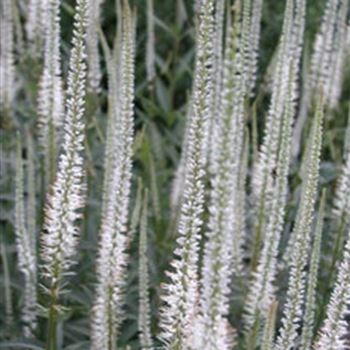 veronicastrum_virginicum_diana_GM_R2.jpg