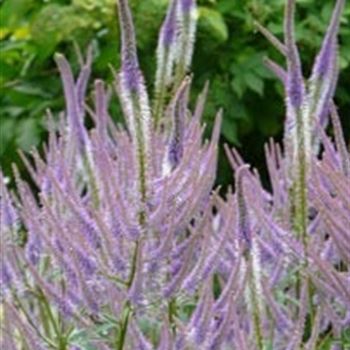 veronicastrum_virginicum_fascination_GM_R2.jpg