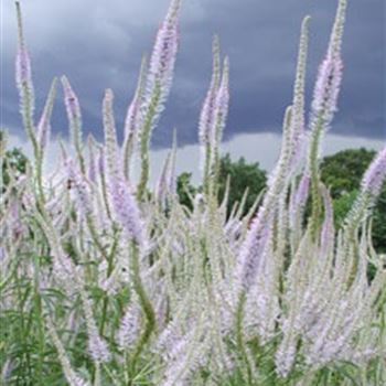 veronicastrum_virginicum_lavendelturm_GM_R2.jpg