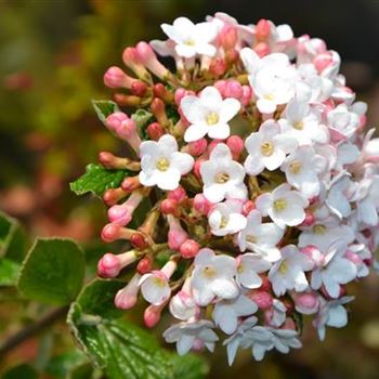 Viburnum_burkwoodii_Anne_Russell_.JPG