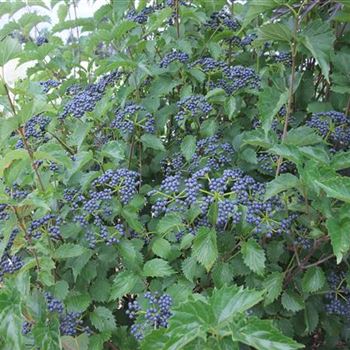 Viburnum_dendatum_Blue_Muffin_K.JPG