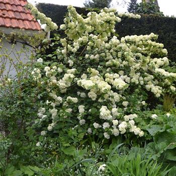 Viburnum_plicatum_Popcorn_q.jpg