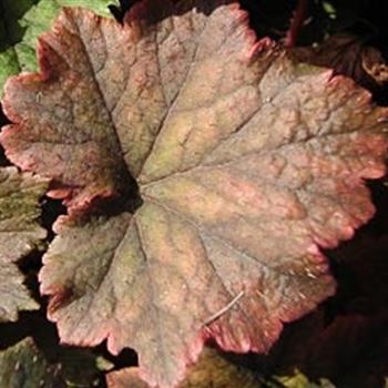 tellima_grandiflora_purpurteppich_GM_Q1.jpg